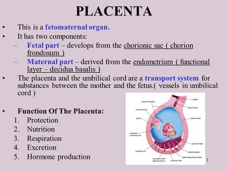 PLACENTA This is a fetomaternal organ. It has two components: