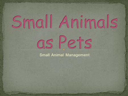 Small Animal Management. List the questions a person should ask before buying a pet Compare the different options available for obtaining a pet Describe.