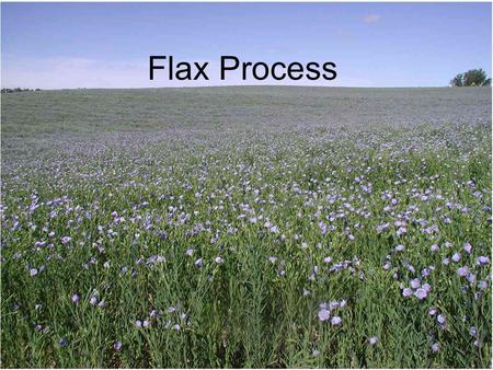 Flax Process.