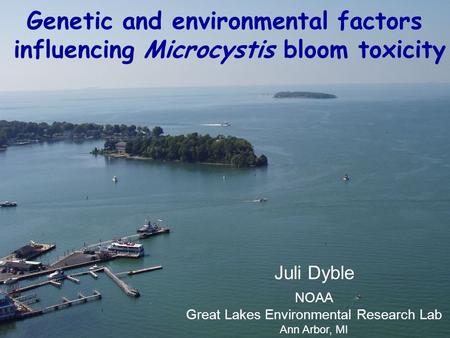 Genetic and environmental factors influencing Microcystis bloom toxicity Juli Dyble NOAA Great Lakes Environmental Research Lab Ann Arbor, MI.