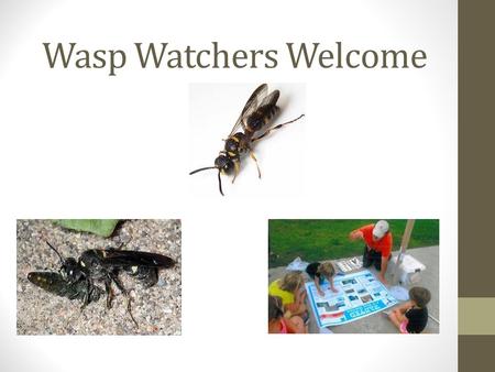 Wasp Watchers Welcome. Presentation Outline Background information Introduction to Wasp Watchers Program National Program successes Local program success.