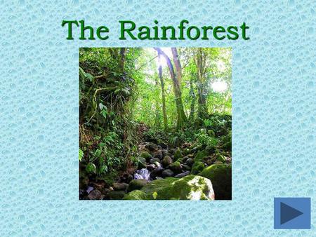The Rainforest. oWhere are rainforests located?Where are rainforests located? oWhat kind of animals live in the rainforest?What kind of animals live in.