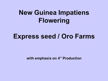 New Guinea Impatiens Flowering Express seed / Oro Farms with emphasis on 4” Production.