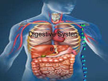 Digestive System BY: jjj Esophagus The esophagus is a muscular tube connecting the throat pharynx with the stomach. The esophagus is about 8 inches.