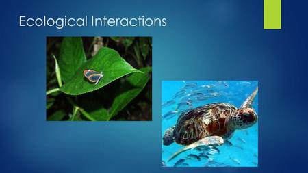 Ecological Interactions. What is Ecology  Ecology is the interactions between various organisms and their environments.  This includes interactions.