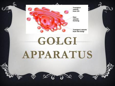GOLGI APPARATUS STRUCTURE  Unique structure that some say looks like a maze, but the structure is actually made of stacks of flattened membranous sacs,