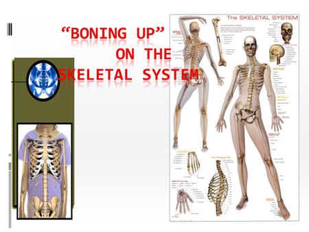 “Boning up” on the Skeletal System