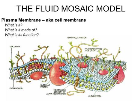 Plasma Membrane – aka cell membrane