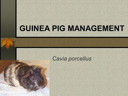 GUINEA PIG MANAGEMENT Cavia porcellus. Origin Cavia porcellus – domesticated Cavia aperia – wild wild – Peru, Argentina, Brazil, Uruguay also known as.