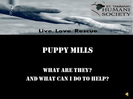 Puppy Mills What are they? And what can I do to help?