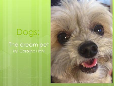 Dogs: The dream pet By: Carolina Hohl. Dogs are good for exercise, they need two to four walks a day.