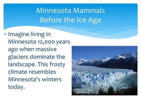 Minnesota Mammals Before the Ice Age  Imagine living in Minnesota 12,000 years ago when massive glaciers dominate the landscape. This frosty climate resembles.
