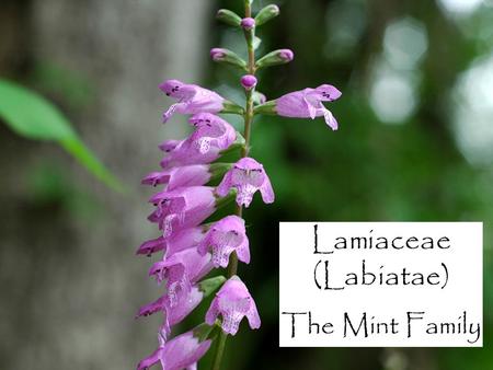 Lamiaceae (Labiatae) The Mint Family.