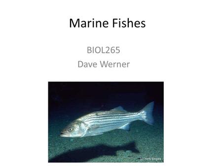 Marine Fishes BIOL265 Dave Werner.