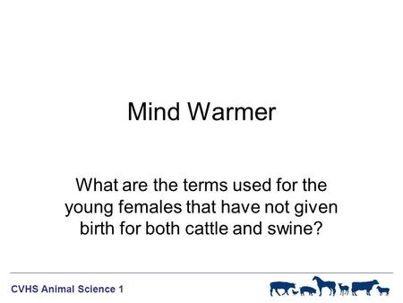 WF-R ANIMAL SCIENCE 1 CVHS Animal Science 1 Mind Warmer What are the terms used for the young females that have not given birth for both cattle and swine?