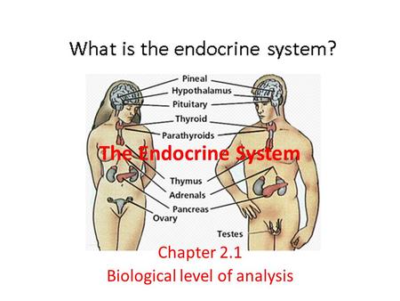 The Endocrine System Chapter 2.1 Biological level of analysis.