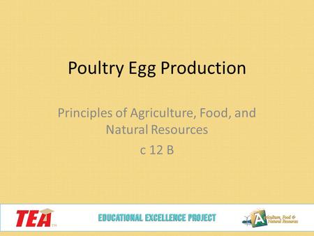 Poultry Egg Production