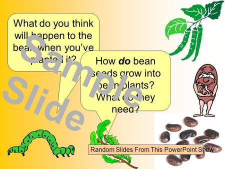 What do you think will happen to the bean when you’ve planted it? How do bean seeds grow into bean plants? What do they need? Sample Slide Random Slides.