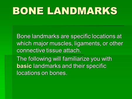 BONE LANDMARKS Bone landmarks are specific locations at which major muscles, ligaments, or other connective tissue attach. The following will familiarize.