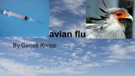 Avian flu By Garrett Knopp. Avian Flu The Avian Flu is a flu that is transmitted by bird, and can be spread to human by human to. It is very rare for.