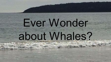Ever Wonder about Whales?. Two Types of Whales Whales are grouped into two different types. Baleen and Toothed toothed whales.