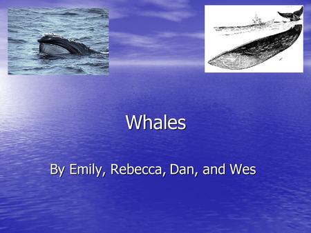 Whales By Emily, Rebecca, Dan, and Wes. Introduction This is a whale book made by four fourth graders. We read the story Whales by Seymour Simon. We read.