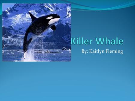 By: Kaitlyn Fleming. Killer Whale names Common name: Killer Whale Specific name: Orcinus Orca Other name: Wolves of the Ocean.