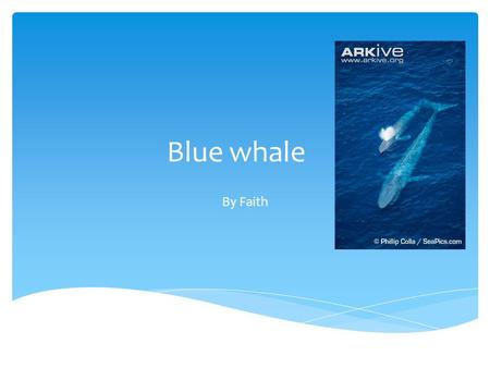 Blue whale By Faith. Blue whale lives in the ocean Biome.