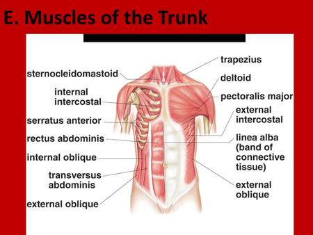 E. Muscles of the Trunk.