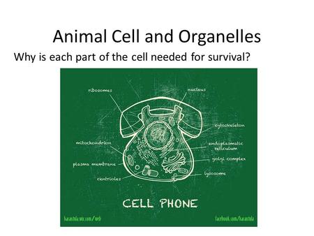 Animal Cell and Organelles Why is each part of the cell needed for survival?
