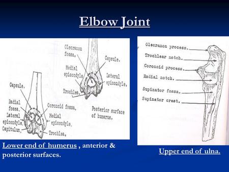 Elbow Joint Lower end of humerus , anterior & posterior surfaces.