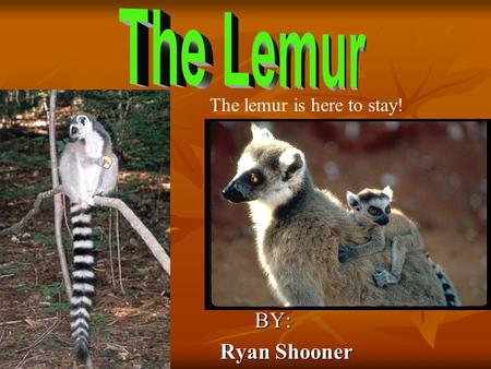 BY: BY: Ryan Shooner Ryan Shooner The lemur is here to stay!