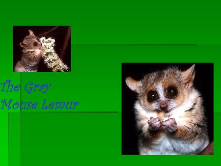 The Gray Mouse Lemur. Who is the Gray Mouse Lemur?  The Gray mouse lemur is a small primate who lives only in the Madagascar forest.  They are 10 to.