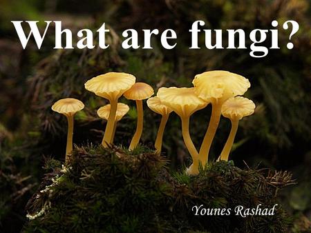 What are fungi? Younes Rashad.