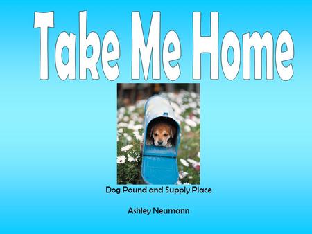 Dog Pound and Supply Place Ashley Neumann. Take Me Home Pounds main goal is to provide shelter to stray and abused dogs until they are found a safe home.