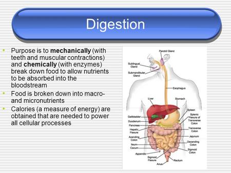 Digestion Purpose is to mechanically (with teeth and muscular contractions) and chemically (with enzymes) break down food to allow nutrients to be absorbed.