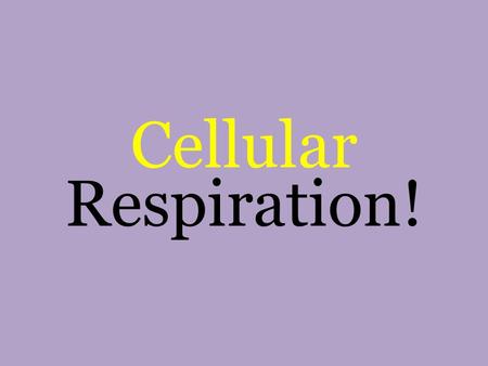 Respiration! Cellular. Cellular Respiration Purpose: process that releases energy by breaking down glucose and other foods in the presence of oxygen –