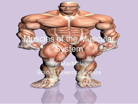 Muscles of the Muscular System Mr. MacMillan Grade 12 Exercise Science.