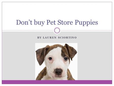 BY LAUREN SCIORTINO Don’t buy Pet Store Puppies. What’s wrong with a pet store dog? Well, you may not know this, but pet store dogs almost always come.