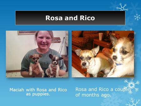 Rosa and Rico Maciah with Rosa and Rico as puppies. Rosa and Rico a couple of months ago.