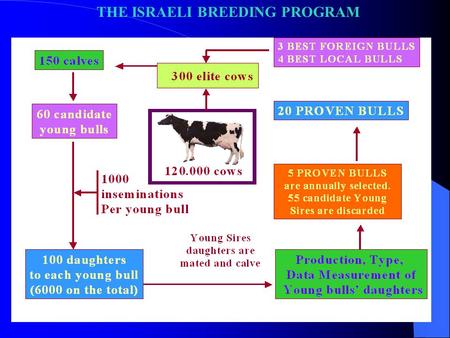 THE ISRAELI BREEDING PROGRAM. 1. 300 elite cows selected based on their genetic evaluations. About ½ of these cows are mated to local elite bulls, and.