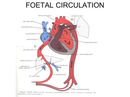FOETAL CIRCULATION. CIRCULATION AFTER BIRTH EMBRYOLOGY Embryologically, the septum primum separates the two atria first, moving inferiorly toward the.
