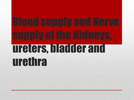 Blood supply of the kidneys