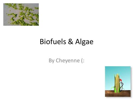 Biofuels & Algae By Cheyenne (:. Bio fuels They help with transportation and car needs Ethanol & Biodiesel are the two most common bio fuels, Ethanol.