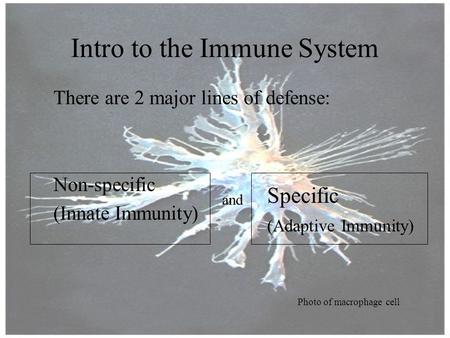 Intro to the Immune System There are 2 major lines of defense: Non-specific (Innate Immunity) and Specific (Adaptive Immunity) Photo of macrophage cell.
