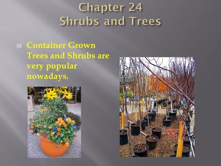  Container Grown Trees and Shrubs are very popular nowadays.