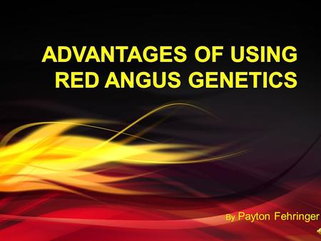 By Payton Fehringer. Why Red Angus Genetics?  Superior maternal traits  Crossbreeding advantages  Promotional tools  Red Angus Association.