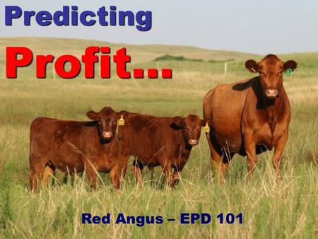 EPD 101 PredictingProfit… Red Angus – EPD 101. EPD 101 Members (Seedstock producers) succeed through enabling the success (profit) of their commercial.