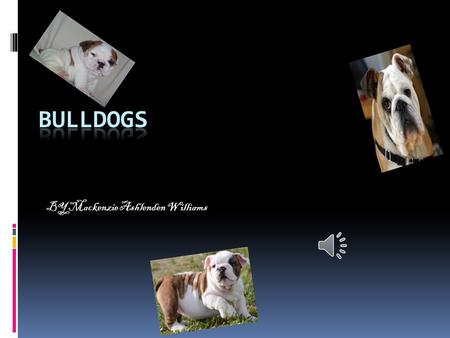 BY Mackenzie Ashlenden Williams SIZE  The bulldogs size is 12 to 16 inches.  Adult bulldogs are 50 pounds and 23 kilograms.  Most bulldogs are short.