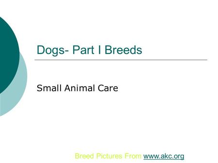Dogs- Part I Breeds Small Animal Care Breed Pictures From www.akc.org.